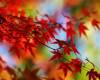 <b>Название: </b>Maple_Leaves1024_768, <b>Добавил:<b> BestPhoto<br>Размеры: 1024x768, 77.0 Кб